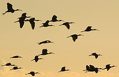 photo "BLACK IBIS"