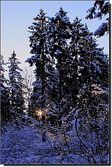 photo "Winter Morning in the forest"