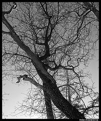 фото "Tree"