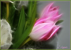 photo "***"