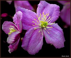 photo "a fine day with flowers"