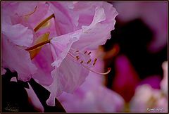 photo "pink"
