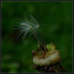 photo "***"