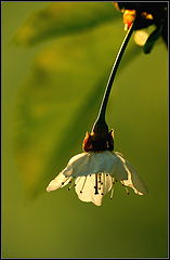 photo "***"