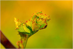 фото "colours..."