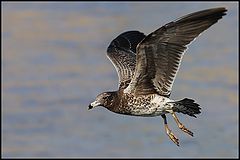 фото "Juan the Seagull"