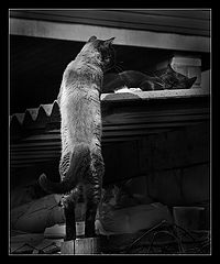 photo "***"