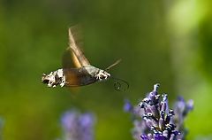 photo "Macroglossum stellatarum"