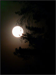 photo "***"