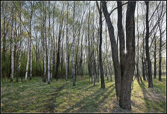 фото "Весеннее утро"
