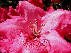 фото "Red flower."
