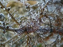 фото "Hoare-frost/Иней"