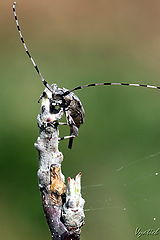 фото "Who here? ( bug-woodcutter)"