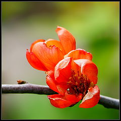 photo "***"