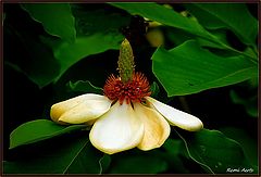 photo "magnolia"
