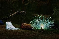 фото "The White Peacock"