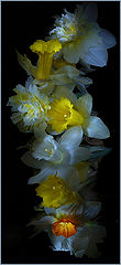 фото "bouquet"