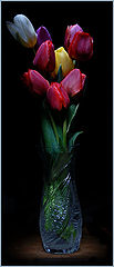 фото "tulips"
