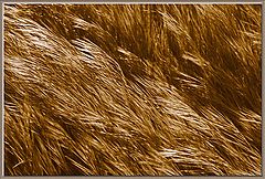 фото "Blowing In The Wind"