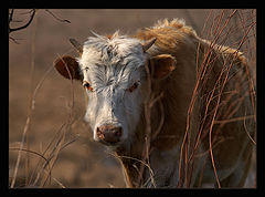 photo "***"