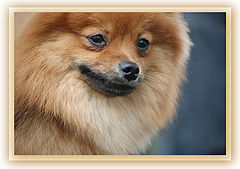 photo "A "foxy" dog"