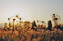 фото "Солнечные цветы"