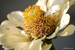 photo "***"