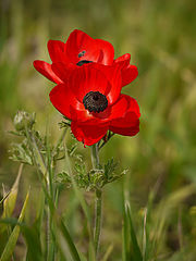 photo "Poppies"