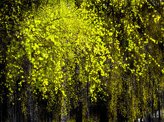 photo "***"