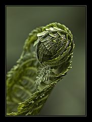 фото "Чужая"