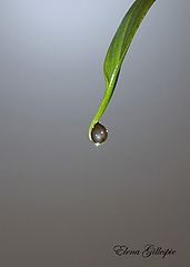 фото "Drop/Капля"