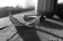 photo "***"