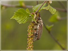 фото "Майский жук"