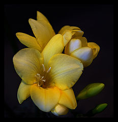 photo "Freesia"