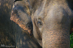фото "Giving the Eye"