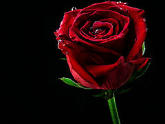 photo "Scarlet beauty"