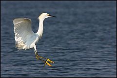 фото "egretta thula"