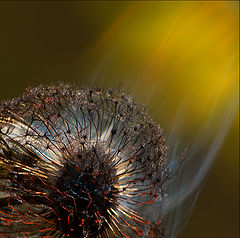 photo "The Casual love...."