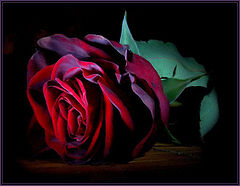 фото "rose"