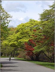 photo "some red in green"