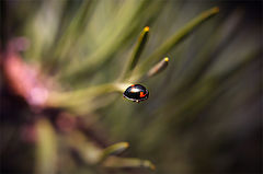 photo "*****"