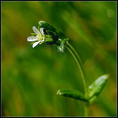 photo "***"