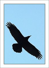 фото "Raven"