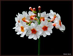 photo "red and white"