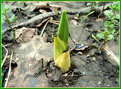 photo "germination of banana :)"