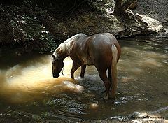 фото "" A Horse Day Afternoon "."