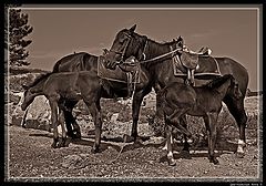 фото "Лошадки"