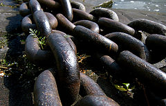 photo "Steel"