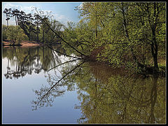 фото "май-чародей"