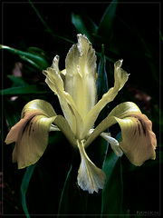 photo "* * *"